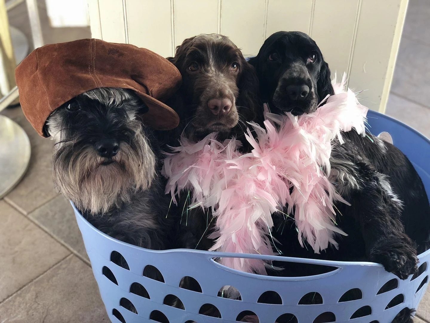 Three happy Peddipaws dogs