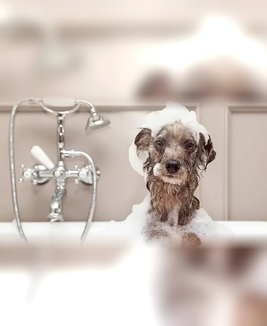 A dog enjoying bath time at Peddipaws