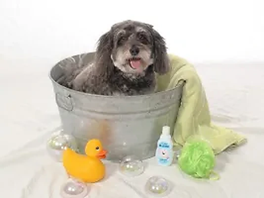 A dog in a grooming bath