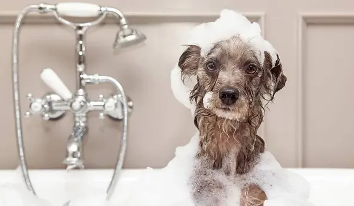 A full groom at Peddipaws