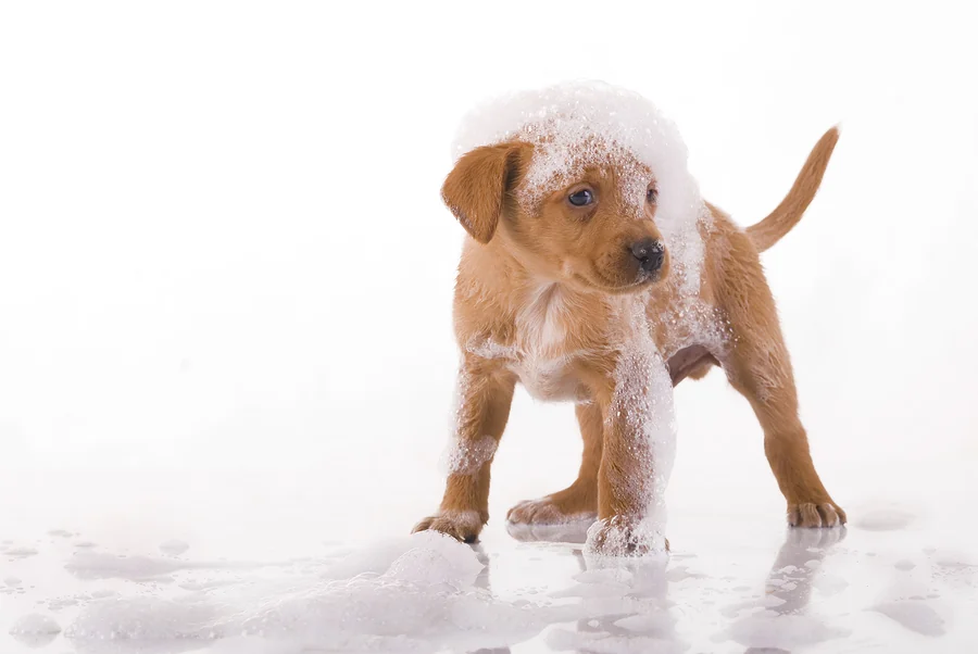 A freshly bathed puppy