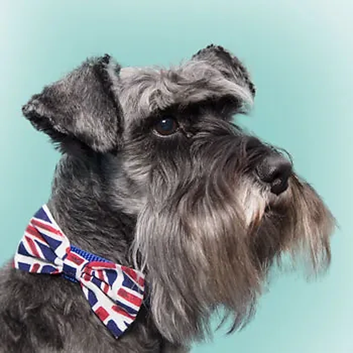 Milo the miniature schnauzer