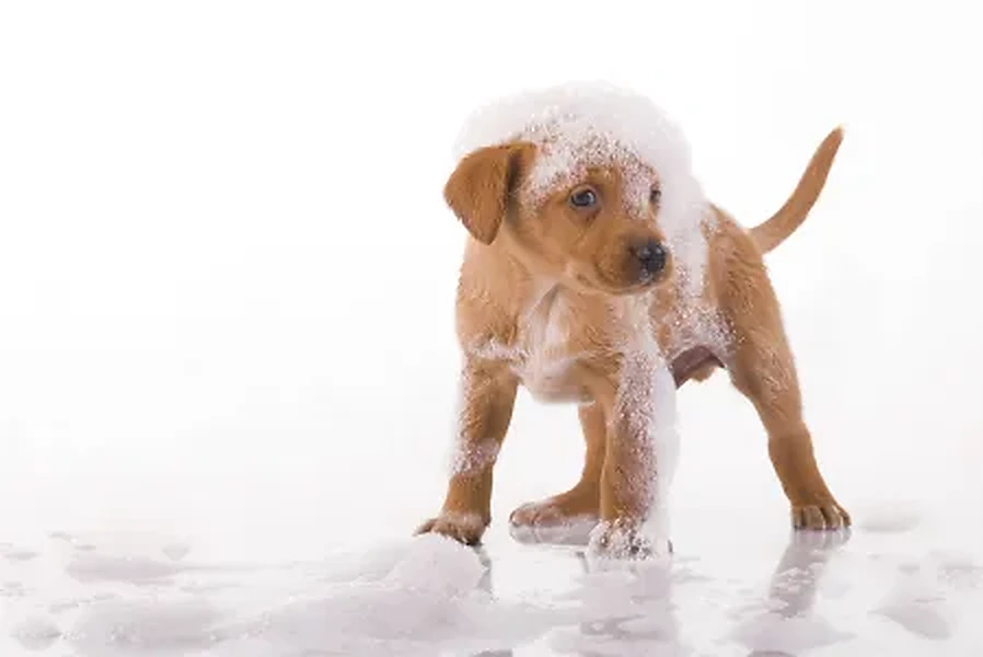 A puppy enjoying a gentle salon introduction