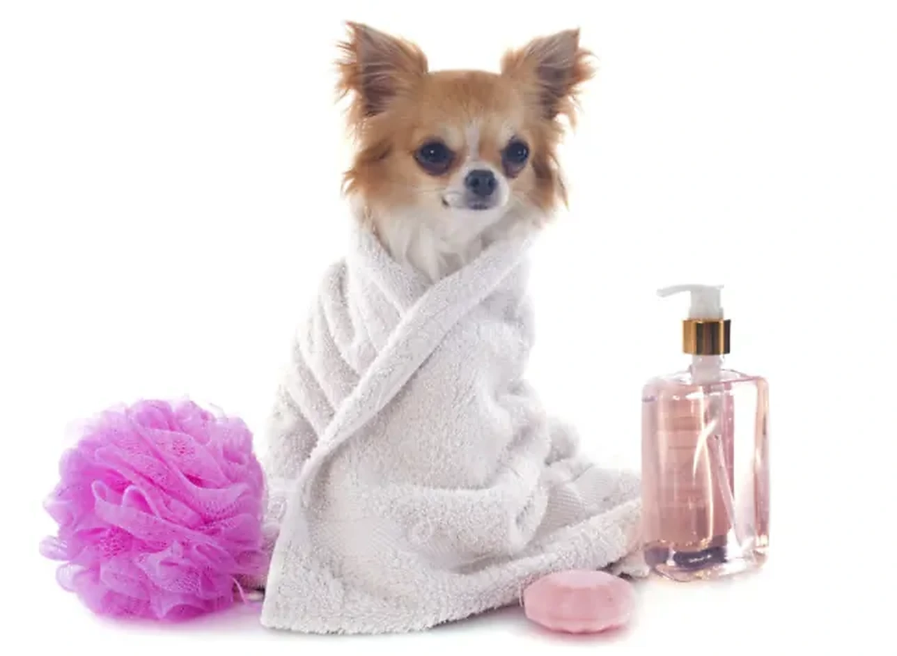 Dog enjoying the Diamond Spa treatment